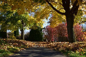 A trail in the park in autumn by Claude Laprise