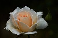 Zartorange Rose