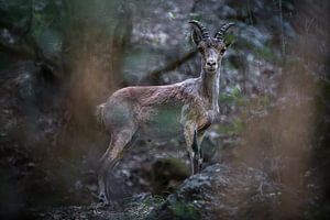 Steinbock