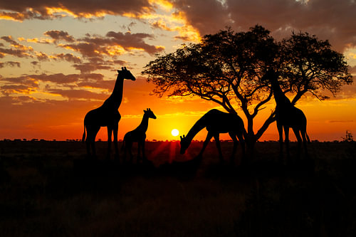 Sonnenuntergang in Afrika's Paul-Kruger-Park mit Giraffen von Gert Hilbink