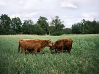 Schotse Hooglanden