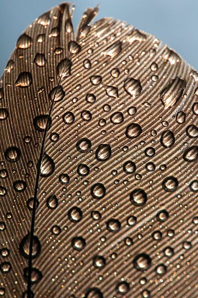 Feather with drop by Naturdetail Fotografie