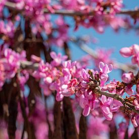 Roze bloesem aan een Judasboom in Portugal van Marjan Schmit Visser