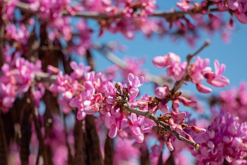 Roze bloesem aan een Judasboom in Portugal