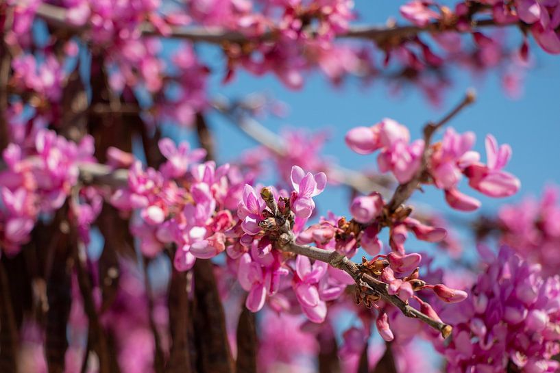 Rosa Blüte an einem Judasbaum in Portugal von Marjan Schmit Visser