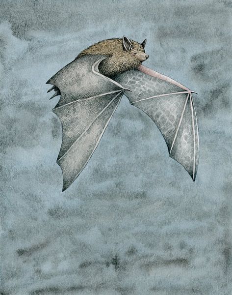 Ode aan de vleermuis van Marieke Nelissen