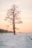 Winter zonsondergang op de Utrechtse Heuvelrug III
