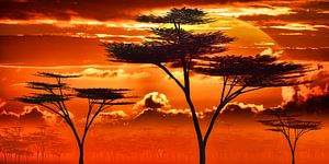 Afrika - Zonsondergang in de Savannah van Max Steinwald