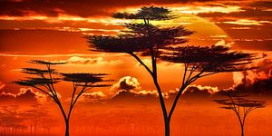 Afrika - Sonnenuntergang in der Savanne