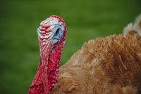 The guard turkey