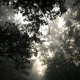 Ochtend mist in het bos von Laurent Scheffer