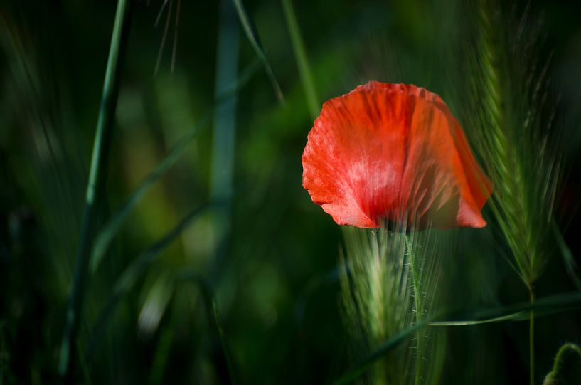 Différences par Dick Nieswaag