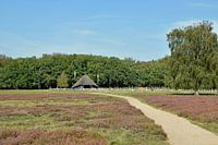 Schaapskooi op de Tafelbergheide in Blaricum