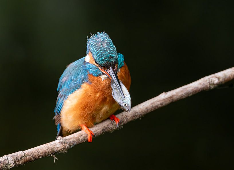 Martin-pêcheur avec poisson par Brigitte Mulders