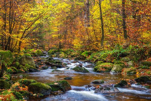 Rivière dans une forêt d'automne multicolore
