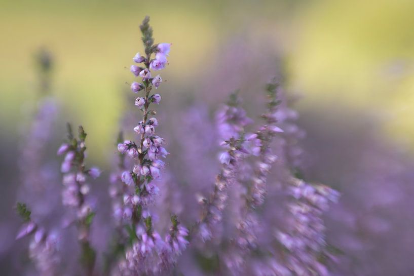 Heather in bloom by Barbara Brolsma