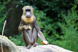 Baardaapje van Jolanta Mayerberg