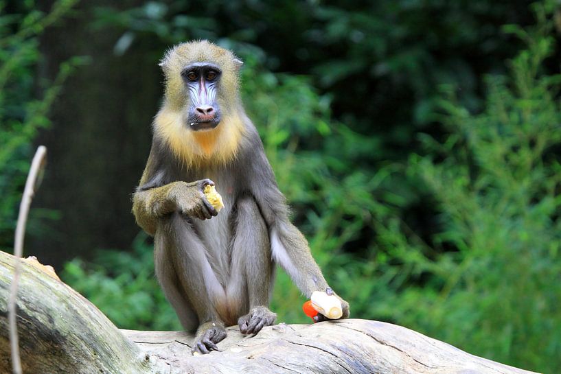 Baardaapje by Jolanta Mayerberg