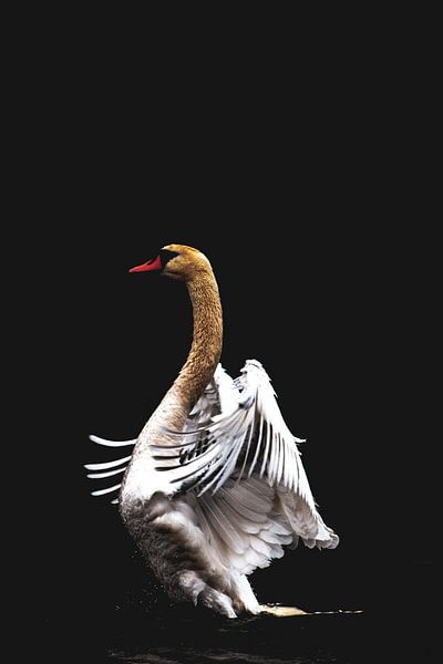 Schwanentanz zweifarbig von Foto Studio Labie