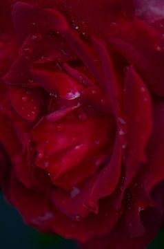 rote Rosen