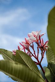 Little flowers by Dani Teston