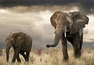 Elefantenmutter und Kalb von Marcel van Balken Miniaturansicht