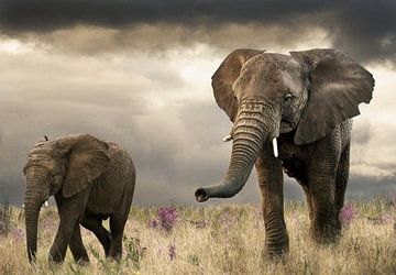 Elefantenmutter und Kalb von Marcel van Balken