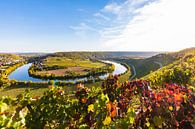 Wijngaarden en de Neckarschleife nabij Mundelsheim van Werner Dieterich thumbnail