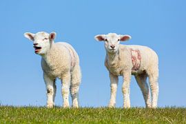 Domestic sheep lambs by Sven-Erik Arndt