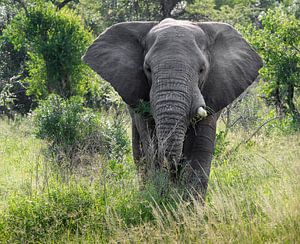 Elefant im Krüger-Park
