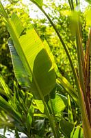 Strelitzia in the sunlight