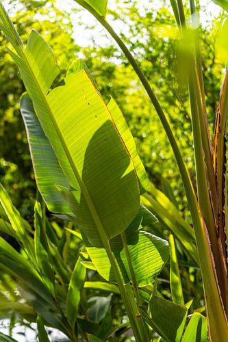Strelitzia in het zonlicht
