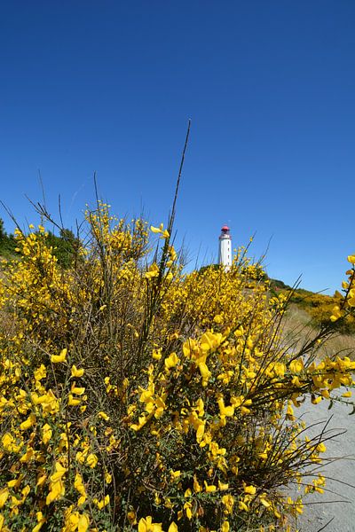 Ginster am Leuchtturm &quot;Am Dornbusch&quot; Hiddensee von GH Foto & Artdesign