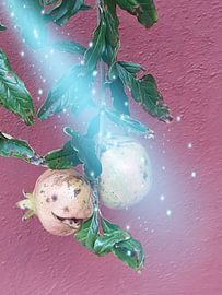 Granaatappel von Renee Alexandra Serlier