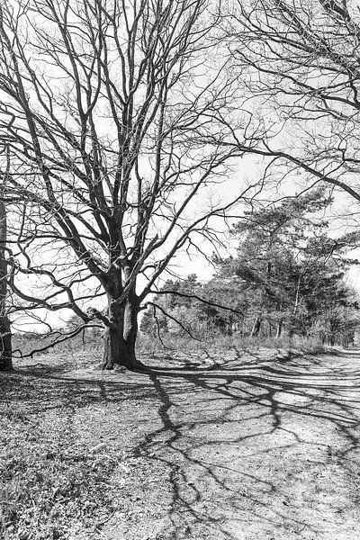 Schwarz und weiß von @Unique