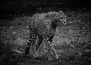 Cheetah in zuid-Afrika zwart en wit van Wesley Klijnstra thumbnail