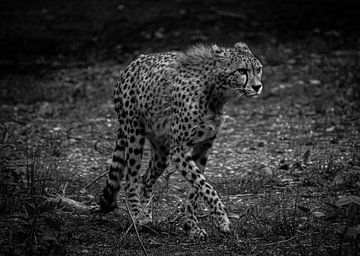 Cheetah in zuid-Afrika zwart en wit van Wesley Klijnstra
