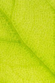 Les nervures d'une feuille jaune verdâtre. sur Nicky Depypere