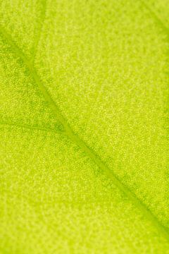 Die Adern eines grünlich-gelben Blattes. von Nicky Depypere