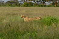Cheetah by Alexander Schulz thumbnail