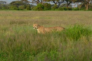 Cheetah van Alexander Schulz