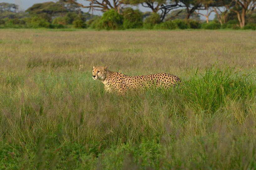 Cheetah by Alexander Schulz