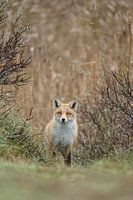 Red fox