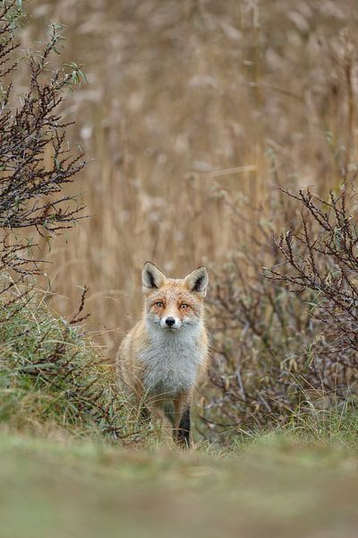 Red fox by Menno Schaefer