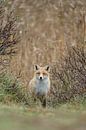 Red fox by Menno Schaefer thumbnail