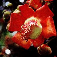 Rêve de fleurs