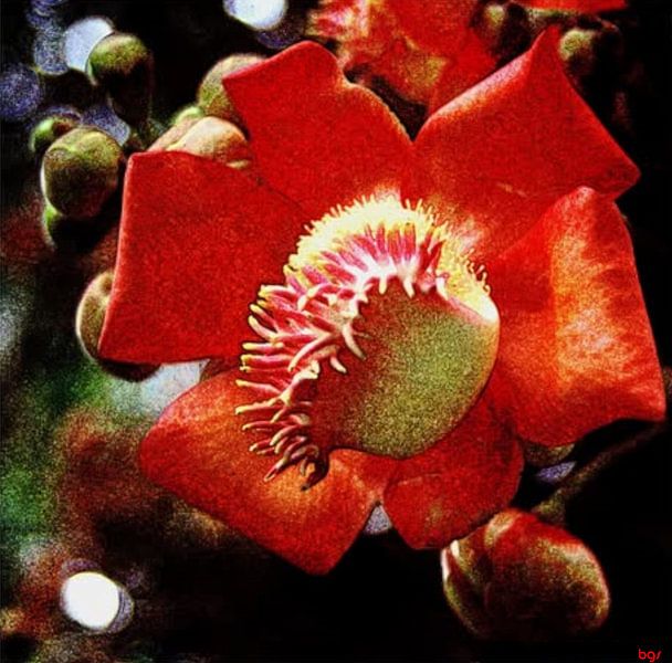 Rêve de fleurs par Bernd Georg Schwemmle