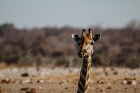Curious giraffe by the road