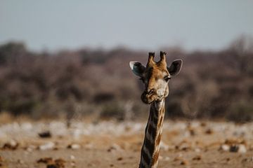 Nieuwsgierige giraf langs de weg van Eline Sieben