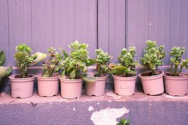 Cuttings in pastel by mrije